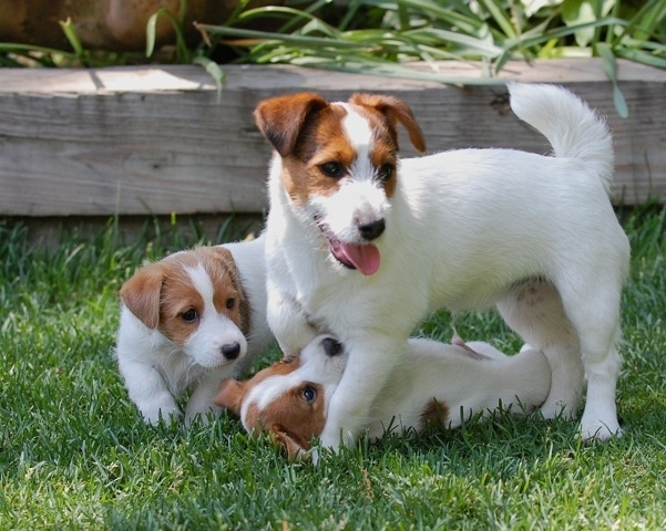 Image result for jack russell yaw