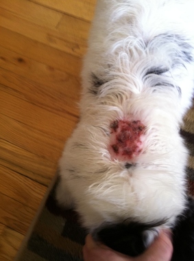 kiki's pet spa & boutique