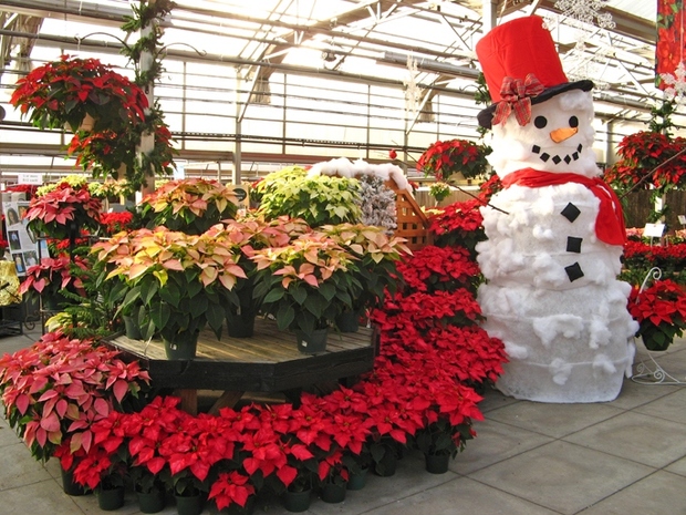 Homewood Nursery Garden Center In Raleigh Nc 27614 Citysearch Raleigh Nc 27614 Citysearch