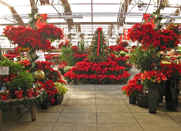 Homewood Nursery Garden Center In Raleigh Nc 27614 Citysearch Raleigh Nc 27614 Citysearch