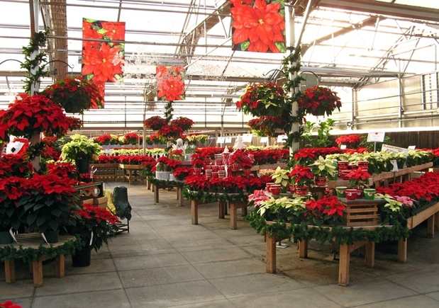 Homewood Nursery Garden Center In Raleigh Nc 27614 Citysearch Raleigh Nc 27614 Citysearch