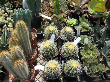 Sunset Nursery In Los Angeles Ca 90029 Citysearch Sunset Nursery