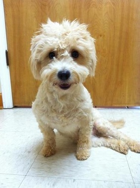 Davidson Animal Hospital in Lexington, NC 27292 | Citysearch Davidson Animal Hospital in Lexington, NC 27292 | Citysearch