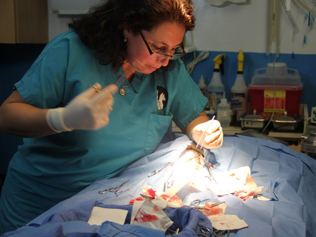 mueller's animal hospital